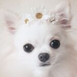 犬の避妊手術を受ける時期は過ぎると受けられない？ 適正時期について解説